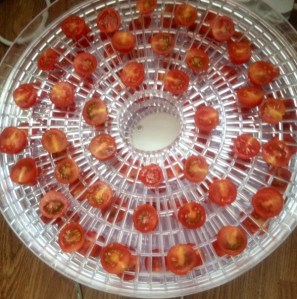 dehydrates tomatoes